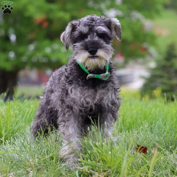 Anne, Miniature Schnauzer Puppy